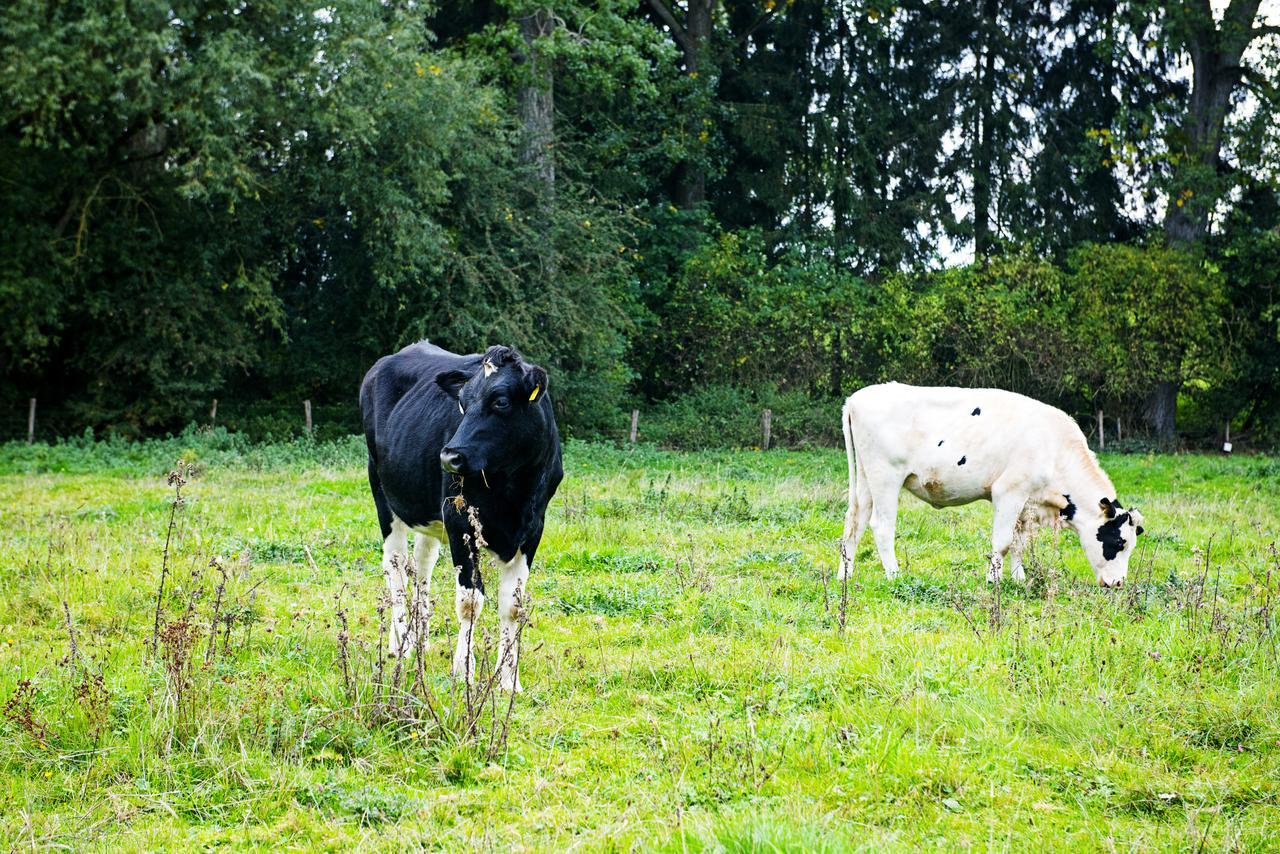 In Den Roden Leeuw Van Limburg Wittem Eksteriør billede